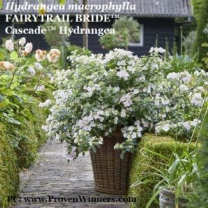 Hydrangea macrophylla 'FairtrailBride' in a container isplays a unique cascading growing habit