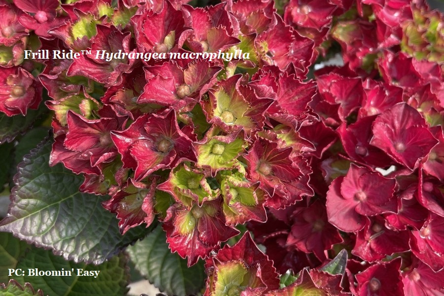 Hydrangea macrophylla 'Frill Ride' has fantastic frilly flowers