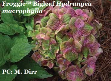 Hydrangea macrophylla 'Froggie' develops unique green and pink petals