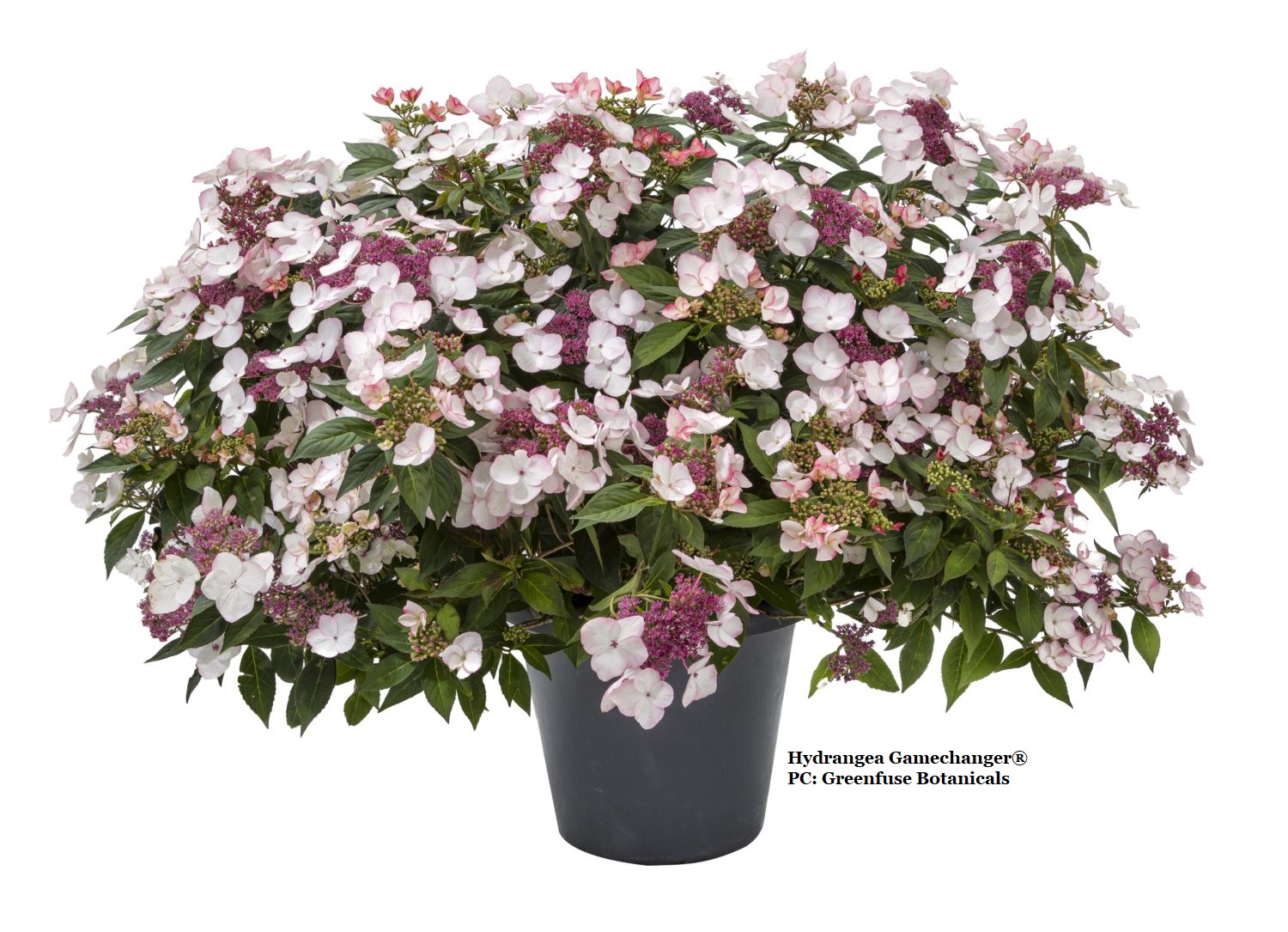 Hydrangea spp. Gamechanger® doesn't need a chilling period to set flowers