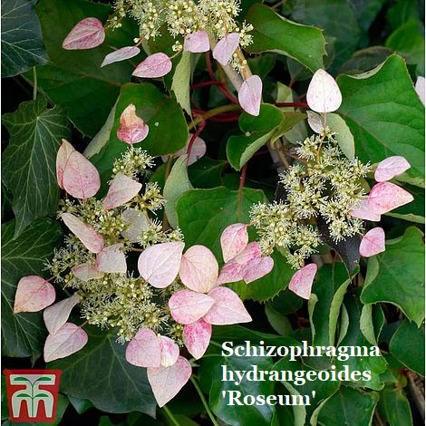 Schizophragma hydrangeoides is now officially part of the genus hydrangea