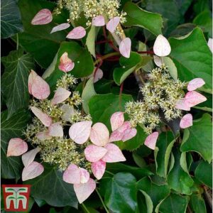 Pink climbing hydrangea