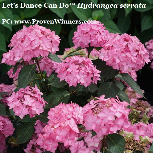 Let's Dance Can Do™ Hydrangea serrata is a prolific, dependable rebloomer