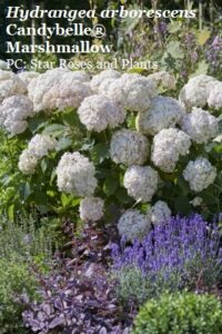 Hydrangea arborescens Candybelle® Marshmallow