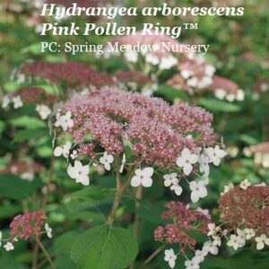 Hydrangea arborescens Pinky Pollen Ring™