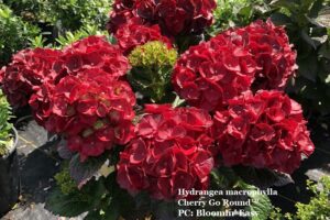 Hydrangea macrophylla Cherry-Go-Round