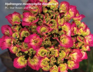 Akadama® Hydrangea macrophylla
