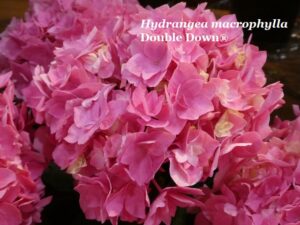 Hydrangea macrophylla Double Down®
