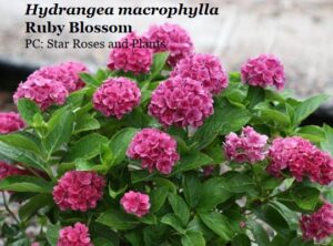 Hydrangea macrophylla ‘Ruby Blossom’