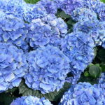 Hydrangea macrophylla in full bloom; PC Wiki