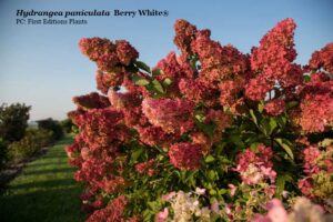 Berry White® Hydrangea paniculata