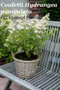 Confetti Hydrangea paniculata