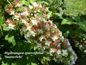 Hydrangea quercifolia 'Snowcicle'