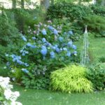 Big Leaf Hydrangea in Garden Setting