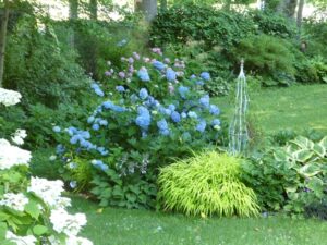 Japanese Forest Grass used as companion for big leaf hydrangeas