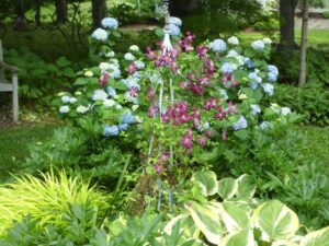 Clematis used as companion plant for big leaf hydrangea