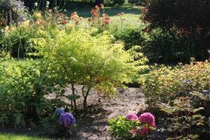 Sumac planted to highlight hydrangea colors