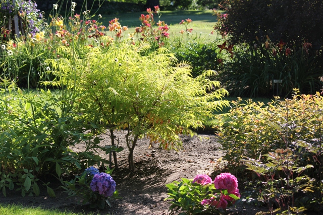 Sumac Hydrangea HYDRANGEA COMPANION PLANTS - Lorraine Ballato
