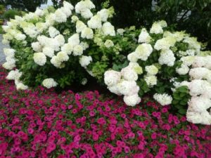 Scarlet petunias used as companion plants for panicle hydrangeas