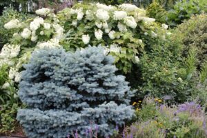 Dwarf blue spruce used as companion plant for oakleaf hydrangeas