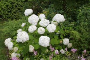 Hydrangea arborescens with astilbes and ferns