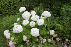 Image of Hostas companion plant for wee white hydrangeas