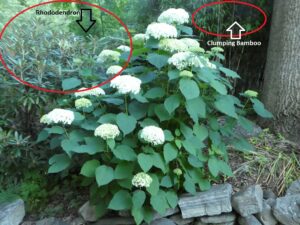 Rhododendrons and clumping bamboo as companion plants for hydrangeas