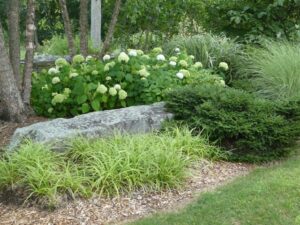Japanese forest grass used as companion plants for hydrangeas