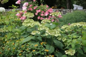 Panicle hydrangea used as companion plant for a stand of woodland hydrangeas