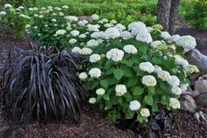 Black mondo grass used as a companion for a white flowered hydrangea