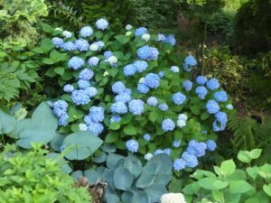 Blue leaved hosta as hydrangea companion plant 