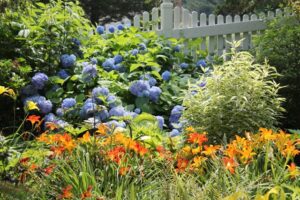 Orange daylilies and variegated phlox as companion plants for blue flowered hydrangeas