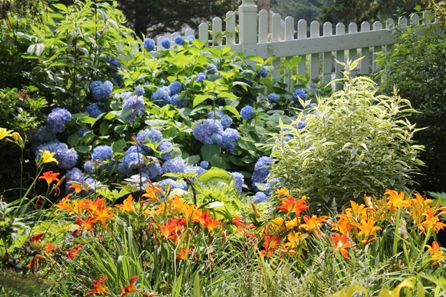 Image of Daylilies companion plants with hydrangeas