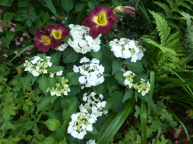 Dark flowered daylily used as companion plant for white flowered hydrangea