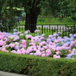 Boxwood used as border for big leaf hydrangeas