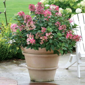 Hydrangea paniculata Little Quick Fire in a container