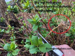 Big leaf hydrangea being deadheaded in spring