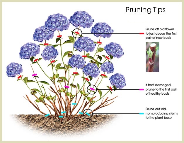 How to Prune A Bigleaf Hydrangea