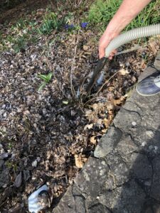 Big leaf hydrangea getting vacuumed at base