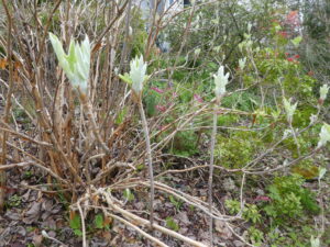 Oakleaf hydrangea emerging from its winter rest
