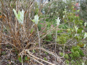 Oakleaf hydrangea emerging from its winter rest