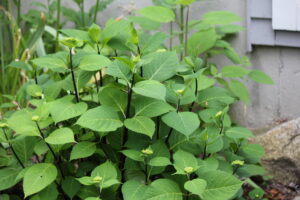 Big Leaf Hydrangea Blue Enchantress