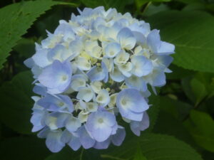 Big Leaf Hydrangea Flower Emerging