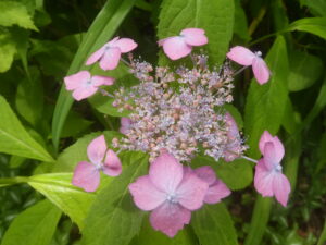 Mountain hydrangea 'Niji'