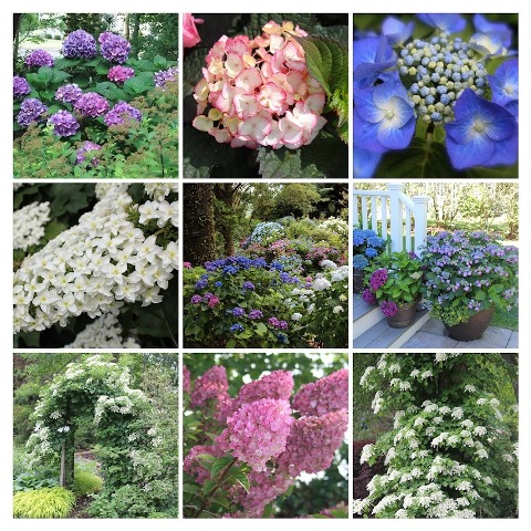 Collage of different types of hydrangeas
