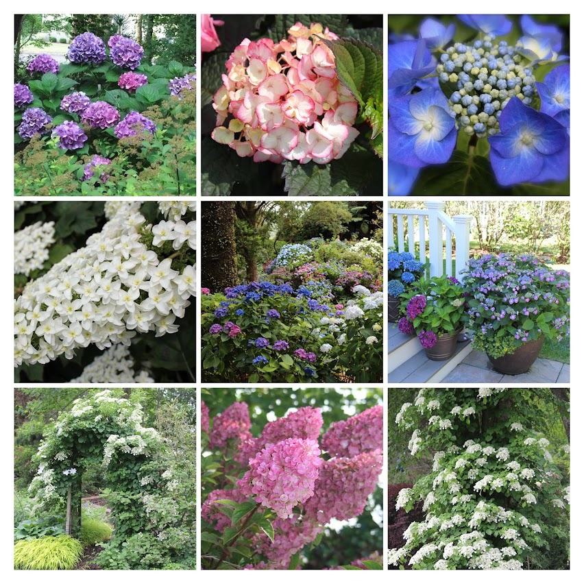 Different types of hydrangeas