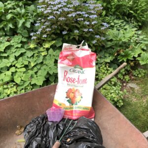 Fertilizing hydrangeas early summer