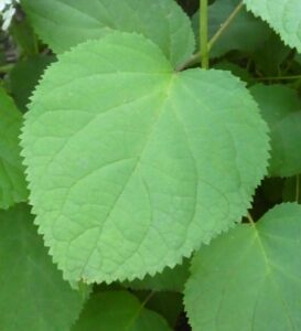 Woodland hydrangea foliage