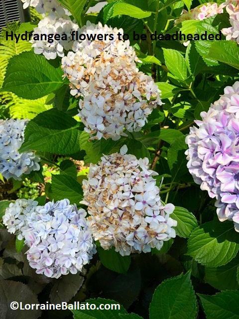 Big leaf hydrangea flowers to be deadheaded