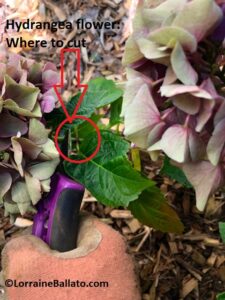 Where to cut big leaf hydrangea flower when deadheading